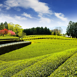 spring tea