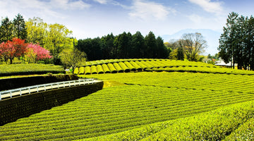 spring tea