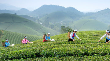 The World of Tea Production: Top Global Players