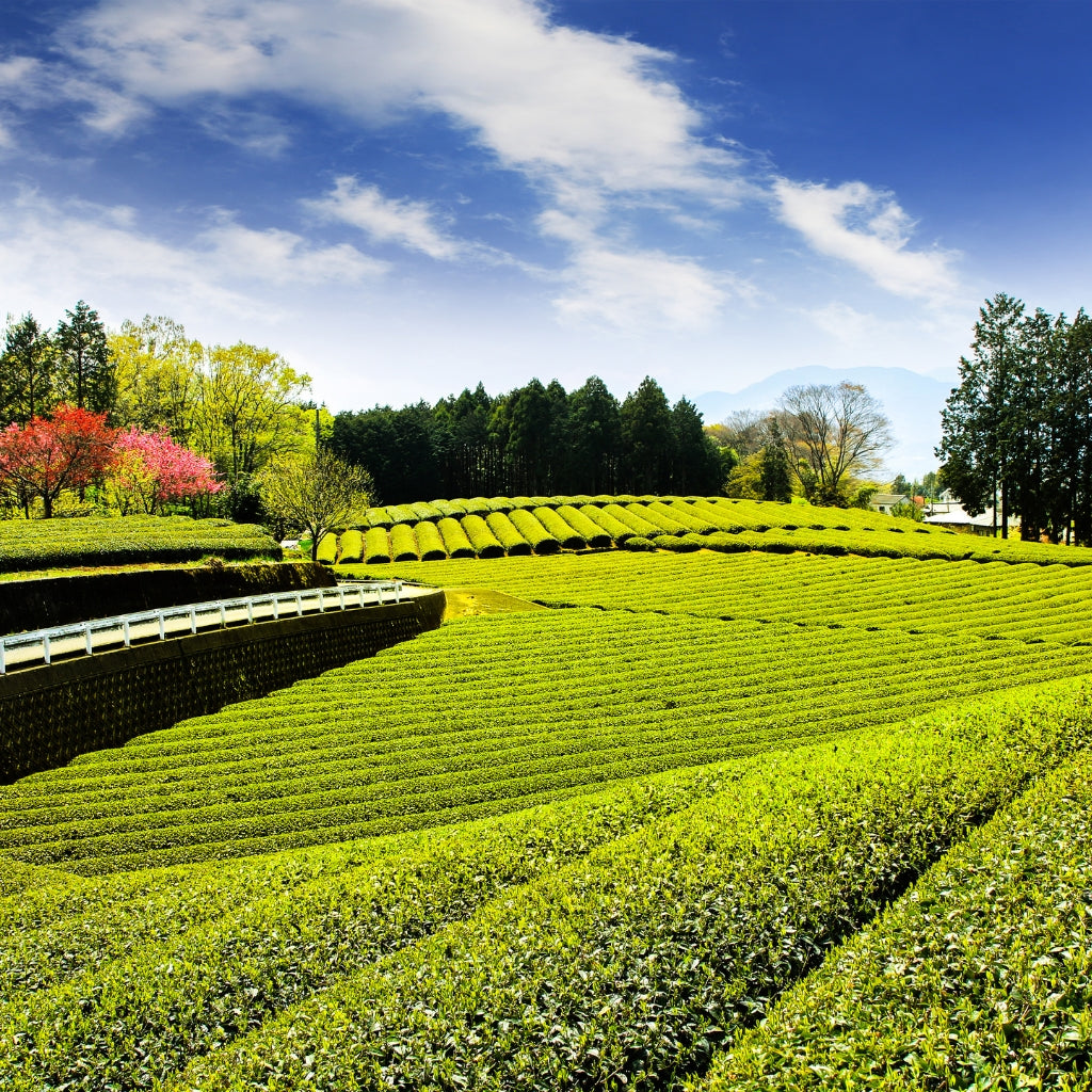 What should you know about Spring Tea? – Monk's Chai